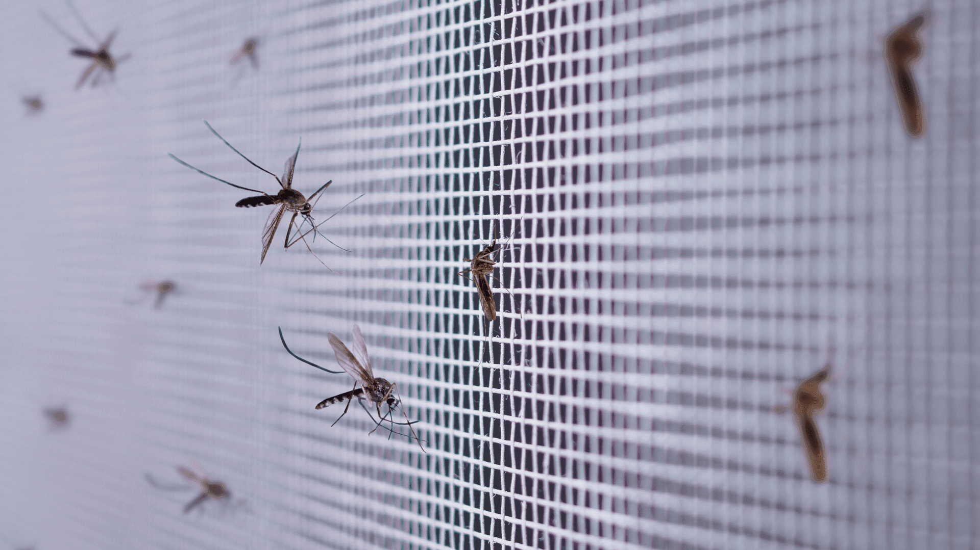 Detailní pohled na síť proti hmyzu s přilétajícím komáry, zdůrazňující účinnost ochrany domácnosti před obtížným hmyzem.